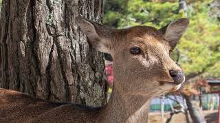 Naras bowing deer Nara Deer Park Japan [upl. by Ladd]