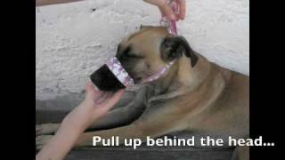 How to make a dog muzzle [upl. by Rasmussen]