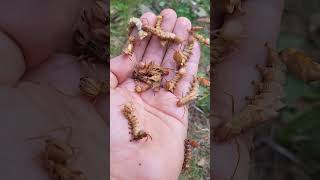 What the heck Lobster moth larvae [upl. by Earezed581]