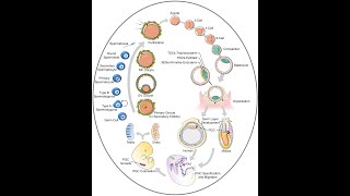 Genetic control of gametogenesis [upl. by Cristie115]