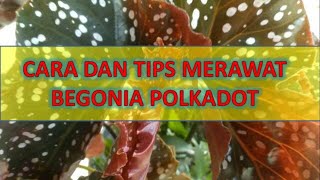 Cara dan tips merawat begonia polkadot agar subur dan segar [upl. by Hardie]