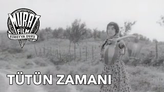 Tütün Zamanı Yılmaz Güney  FULL [upl. by George689]