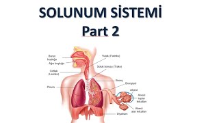 SOLUNUM SISTEMI PART 2  AYT BIYOLOJI  11SINIF yks2024 biyoloji dersnotları [upl. by Dnesnwot109]