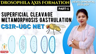 Drosophila Development1  Drosophila Life Cycle Syncytial Specification in DrosophilaGastrulation [upl. by Ettena]