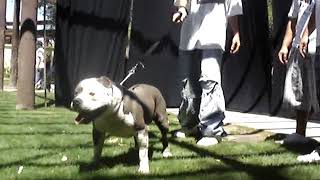 Gottiline Conan Notorious Juan Gotti x Moo Moo [upl. by Shaina]