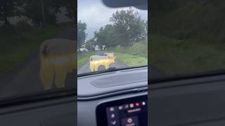 Ces petits veaux ont failli se faire percuter par une voiture 😱😳 cow cowvideos [upl. by Annairdna]