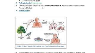 Cryptococcus neoformans [upl. by Leumhs]