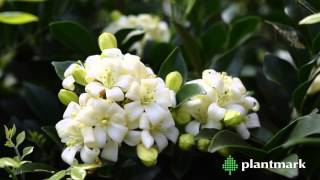 Murraya paniculta Orange Jessamine at Plantmark Wholesale Nurseries [upl. by Clovah272]