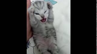 Scared kitten screaming but its Halflife sounds [upl. by Anawait]