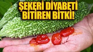 Şekeri Diyabeti Bitiren Bitki [upl. by Auqeenahs]