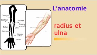 ostéologie du membre supérieur radius et ulna les os de lavant bras [upl. by Teresina998]