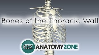 Bones of the Thoracic Wall  3D Anatomy Tutorial [upl. by Haziza]