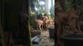 Kambing hasil bredingan super peternakankambing peternak sobatngaret [upl. by Eniarrol]