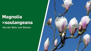 Magnolia ×soulangeana  Van den Berk over Bomen [upl. by Abebi]