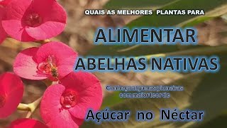 QUAL A MELHOR PLANTA PARA ALIMENTAR ABELHAS NATIVAS SEM FERRÃO 4 pioneiras com  Açúcar no Néctar [upl. by Atrim]