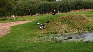 Stellers zeearend vogelshow [upl. by Dorthea547]