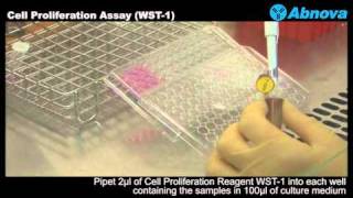 Cell Proliferation Assay WST1 [upl. by Avruch82]