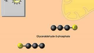 Glycolysis Overview Animation for Cellular Respiration [upl. by Lexa407]