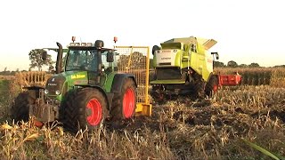 Maïs 2011  Wet harvest  Claas Lexion 770 paar keer vastgereden  Fendt 820 met Lier [upl. by Sheeb]