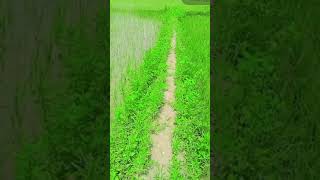 Mere gaon ka khet😍♥️ malangwa Nepal short video [upl. by Ynnig]