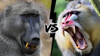 BABUÍNO VS MANDRIL  Qual macaco é mais forte [upl. by Leahcimsemaj874]