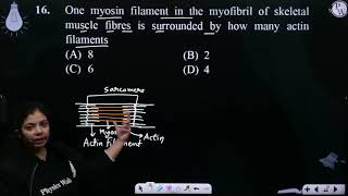 One myosin filament in the myofibril of skeletal muscle fibres is surrounded by how many actin f [upl. by Anavlys]