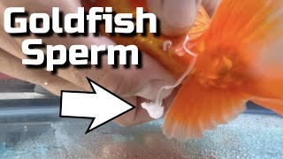 My Goldfish Laid Eggs  Hand Spawning Goldfish Breeding Guide [upl. by Mapes681]