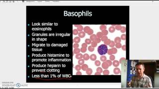 Granulocytes and Agranulocytes [upl. by Thorlay]