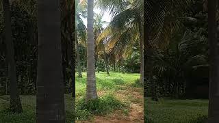 Iyarkai bgm tamil song bgm 🌱🌱🌱🌾🌾🌾🍀🍀🍀 [upl. by Ardnusal255]