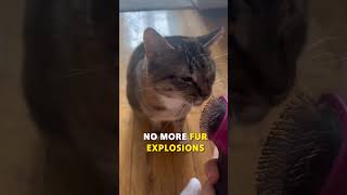 Best Slicker Brush for Cats amp Small Dogs  Hartz Groomers Best Review [upl. by Yebba985]