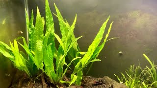 Does Anubias Nana or Java Fern Melt Some Tips to Minimize Melt [upl. by Kaia]