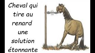 mon cheval tire au renard que faire [upl. by Barrada]