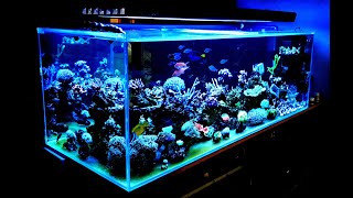 Akwarium Morskie 720 Reef Tank miesiąc od przesiadki [upl. by Ztirf]