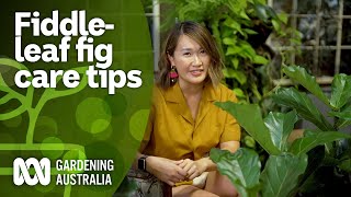 How to care for fiddleleaf figs amp easiertogrow alternatives  Indoor Plants  Gardening Australia [upl. by Dur]