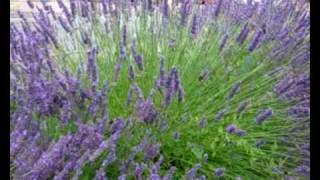 Bees on my lavender [upl. by Geraint]