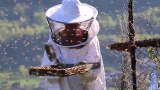 INCROYABLE 15000 abeilles quittent la ruche La Marmotte Bleue TV [upl. by Eniaral]