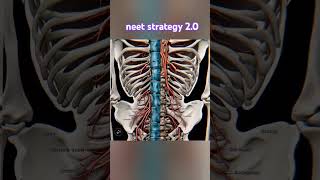 Human sciatica nerve fibre shortssciatica nerve diagram view with namingimportant nursing student [upl. by Aisatsanna]