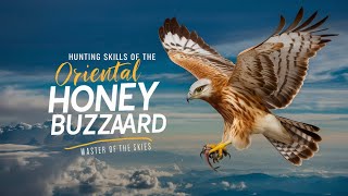 Hunting skills of the Oriental Honey Buzzard Animal Science Wonderful Animals [upl. by Jilly]