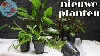 Wat doe ik met NIEUWE aquariumplanten Nickey [upl. by Ecnatsnok]