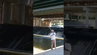 BLACK BULLHEAD GETS SPILLWAY SLIP N SLIDE [upl. by Hsoj]