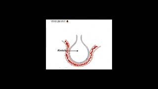 Appareil respiratoire animation svt appareilrespiratoire respiration viral [upl. by Hauser]