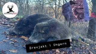 Drevjakt i Ungern  Drivenhunt in Hungary I Antonsjakt [upl. by Yhcir727]