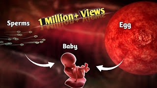 The Journey of Sperm and Egg The Fertilization Process  Pregnancy  Conception Explained in Urdu [upl. by Horne]