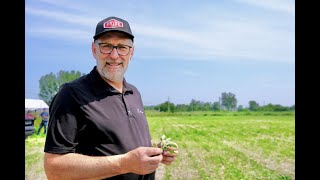 Comment prévenir les stress dherbicides sur le soya et le maïs [upl. by Deloris]