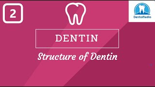 DENTIN STRUCTURE OF DENTIN [upl. by Kamila]