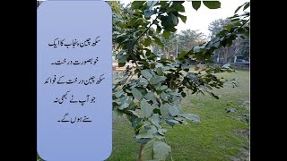 Sukh Chain Shady Tree of Punjab and its benefits II Sukh Chain Tree in Pakistan II PONGAMIA PINNATA [upl. by Ydnelg]