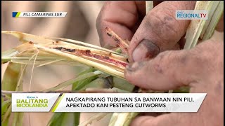 Balitang Bicolandia Nagkapirang tubuhan sa banwaan nin Pili apektado kan pesteng cutworms [upl. by Orfield]