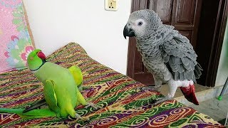 Indian Ringneck Greet African Grey Parrot [upl. by Hubie]