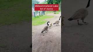 Midsommerland lake in Hamburg  ducks lake  nature  water 🦆🦆 shorts  viral [upl. by Yenduhc444]