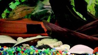 Melanochromis Auratus aka Golden MbunaMalawi Golden Cichlid Breeding [upl. by Harimas73]